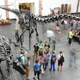 Dinosaal im Senckenberg Museum