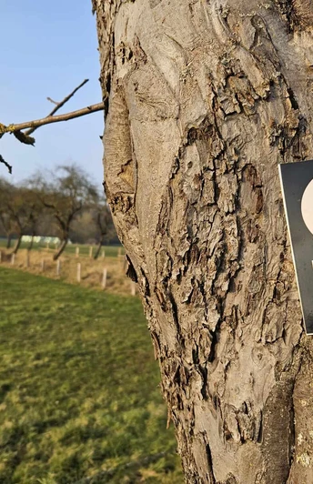 Bad-Driburg-Herste-Koerfer-Weg-Bad-Driburger-Touristik-GmbH_kom.jpeg Ein Holzschild am Baum markiert den 7,3 km langen Koerfer-Weg durch eine offene Wiesenlandschaft.