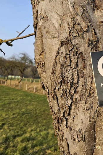Bad-Driburg-Herste-Koerfer-Weg-Bad-Driburger-Touristik-GmbH_kom.jpeg Ein Holzschild am Baum markiert den 7,3 km langen Koerfer-Weg durch eine offene Wiesenlandschaft.