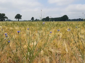 Getreidefeld Getreidefeld