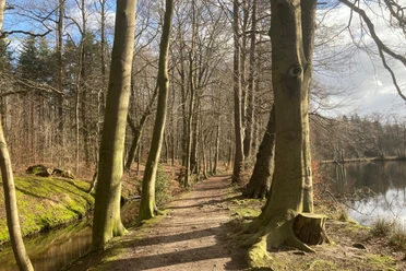 Klosterwald Loccum_Foto Elke Bohn.jpg