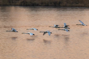 Vogelzug im Februar an den Meissendorfer Teichen im februar beginnt der vogelzug an den meissendorfer teichen