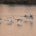 Vogelzug im Februar an den Meissendorfer Teichen im februar beginnt der vogelzug an den meissendorfer teichen