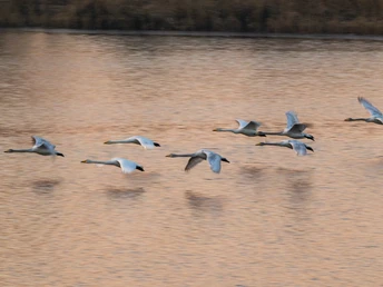 Vogelzug im Februar an den Meissendorfer Teichen im februar beginnt der vogelzug an den meissendorfer teichen