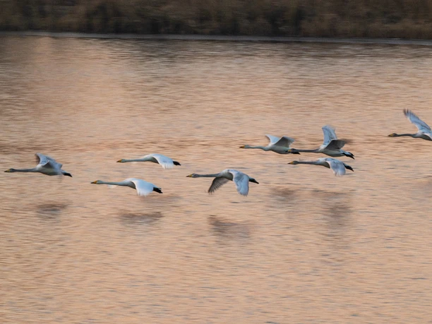 Vogelzug im Februar an den Meissendorfer Teichen im februar beginnt der vogelzug an den meissendorfer teichen
