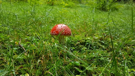 Fliegenpilz.jpg