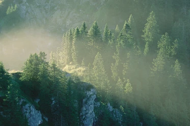Wald.jpg