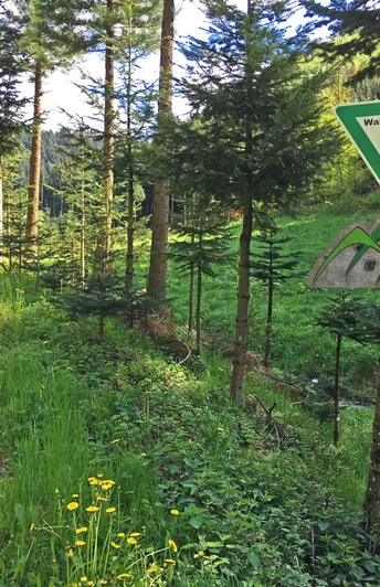 Eingang zum Nationalpark Schwarzwald