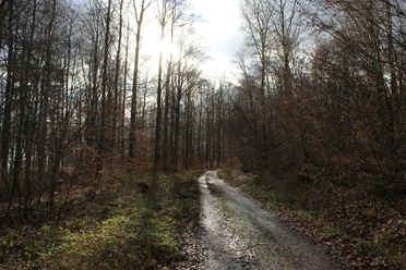 Wanderweg am Erlenloch