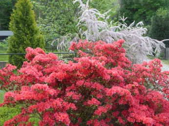 ein blühendes Paradies