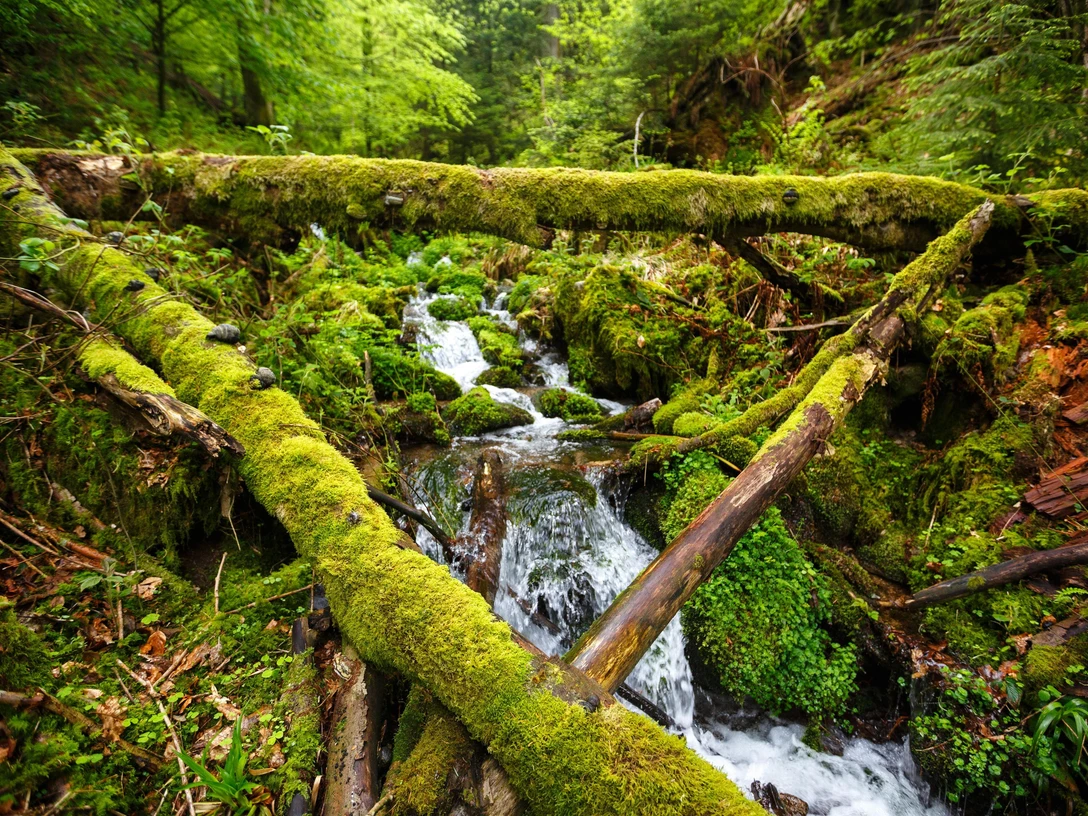 Bach im Nationalpark Schwarzwald
