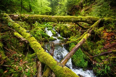 Wandern in Baiersbronn