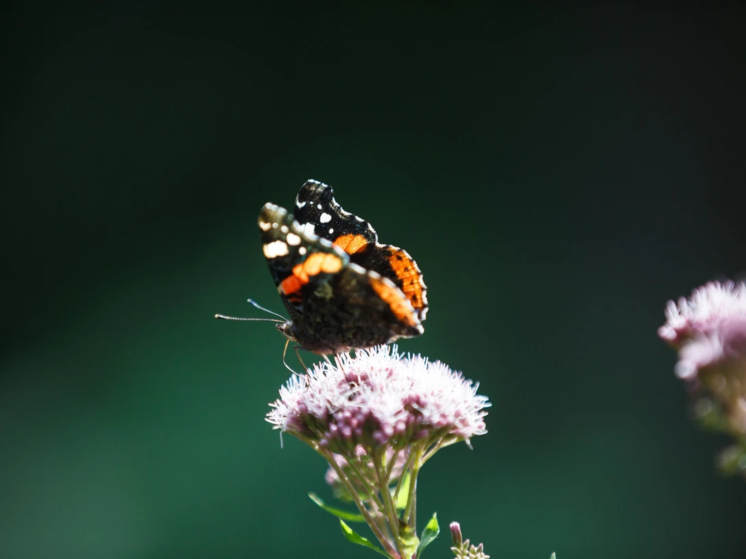 Schmetterling sitzt auf einer Pflanze