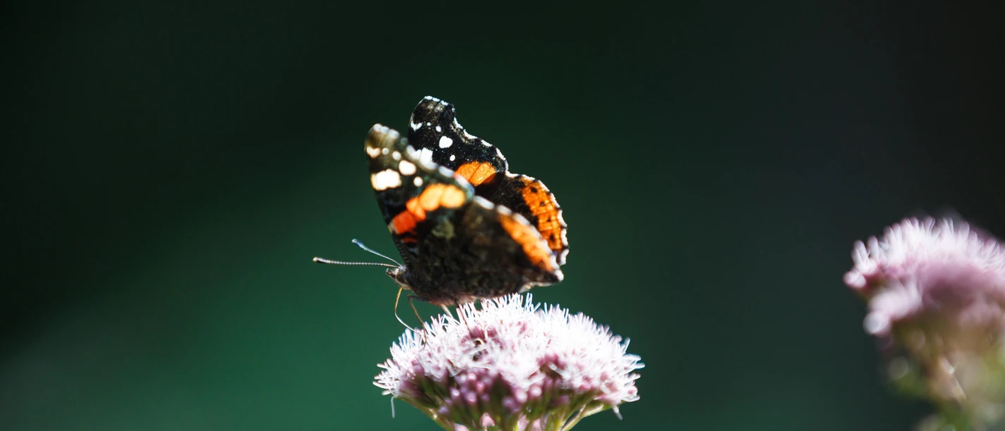 Schmetterling sitzt auf einer Pflanze