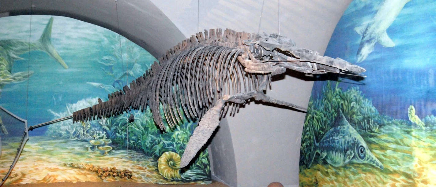 Ichthysaurier Salder (1)_HD