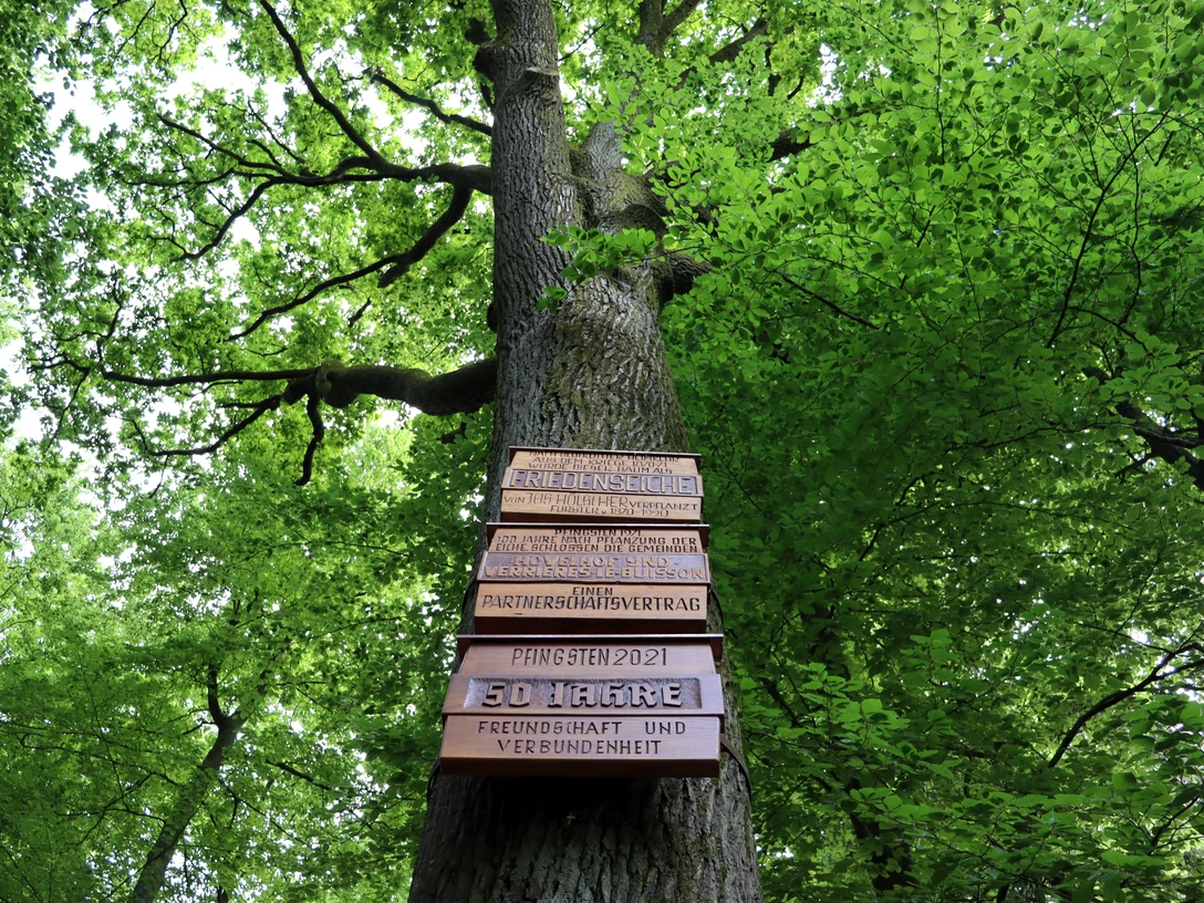 Friedenseiche in Hövelhof mit Gedenktafeln, umgeben von dichtem grünem Laub. Blick auf Baumkrone.
