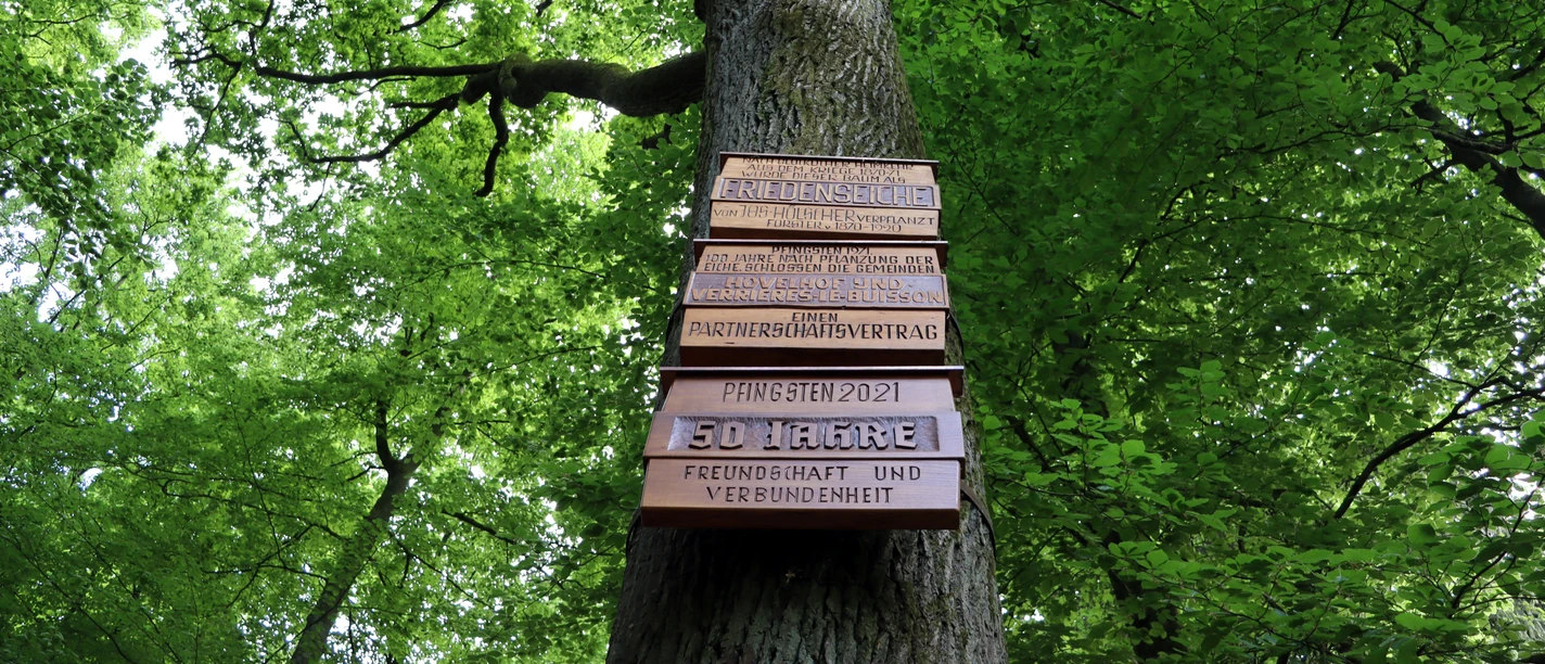 Friedenseiche in Hövelhof mit Gedenktafeln, umgeben von dichtem grünem Laub. Blick auf Baumkrone.