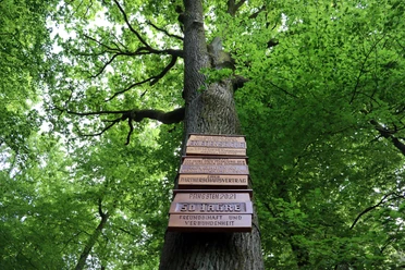 Friedenseiche_Hövelhof.JPG Friedenseiche in Hövelhof mit Gedenktafeln, umgeben von dichtem grünem Laub. Blick auf Baumkrone.