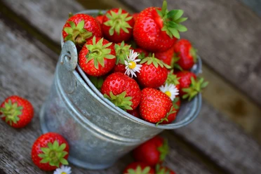 Erdbeeren Pixabay.jpg