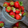 Erdbeeren Pixabay.jpg