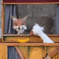 Figurentheater Space Ludwig Forum (c) Vera Wunsch.jpg Theaterstück mit einem Fuchs und einer Gans als Handpuppen.