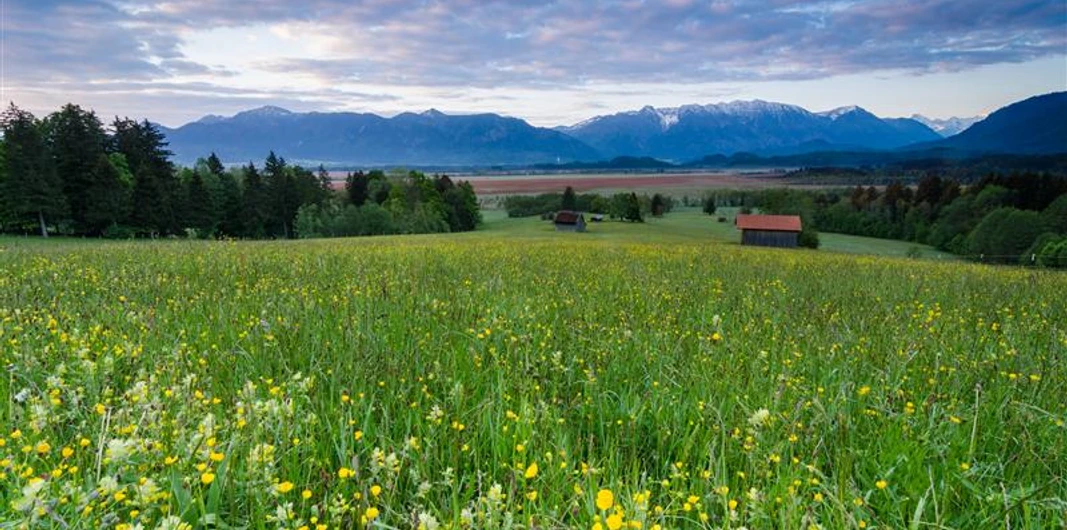 Murnauer Moos, (C) Simon Bauer.jpg