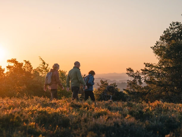 Wandergruppe in der Heide bei Sonnenuntergang Wandergruppe mit Hund läuft bei Sonnenuntergang durch Heide und Kiefernlandschaft nahe Willingen.