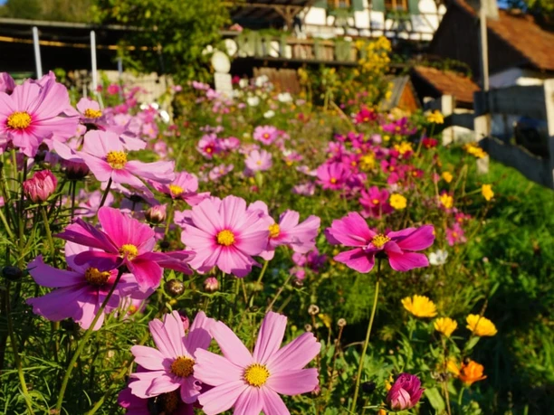 Bl hstreifen Fachwerkhaus In den H fen 13