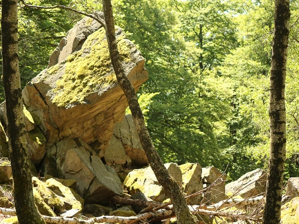 Wüstegarten Mausefalle