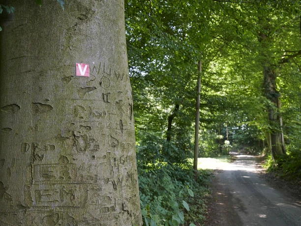 Wanderweg Perspektive Markierungen Wanderweg in einem grünen Wald mit einem Baum mit rotem Markierungszeichen und Gravuren.