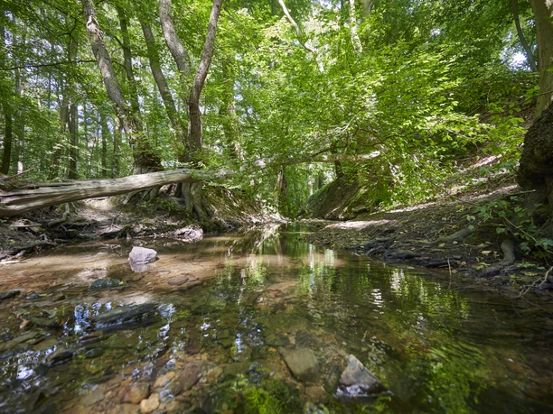 Bächlein im Siekertal Klares Bächlein im grünen Siekertal, umgeben von Bäumen, mit Steinen im flachen, ruhig fließenden Wasser.
