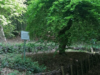 Eine auffällige Buche mit gedrehten Ästen in einem schattigen Waldgebiet, umgeben von Laub.