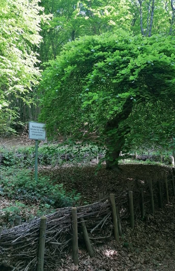 Krause Buche Eine auffällige Buche mit gedrehten Ästen in einem schattigen Waldgebiet, umgeben von Laub.