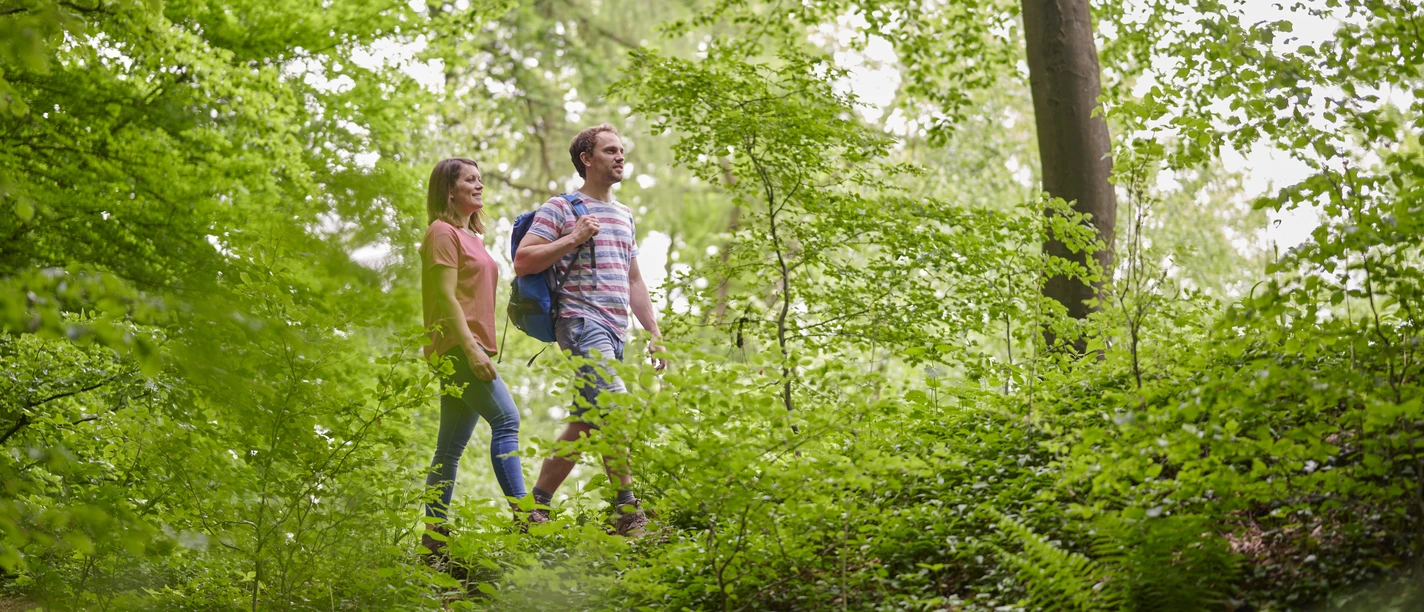 Wandern Zwei Personen wandern auf einem Waldpfad, umgeben von dichtem Grün und hohen Bäumen.