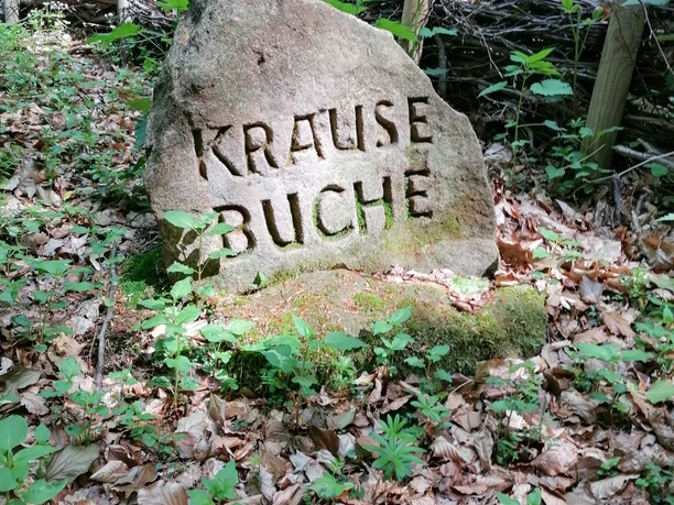 Krause Buche Gedenkstein mit der Aufschrift "Krause Buche" steht im Wald, umgeben von Laub, Ästen und Bäumen.