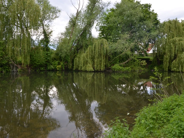 Sielpark (c) K. Quest Teich mit umgebenden Weiden, deren hängende Äste das klare Wasser fast berühren.