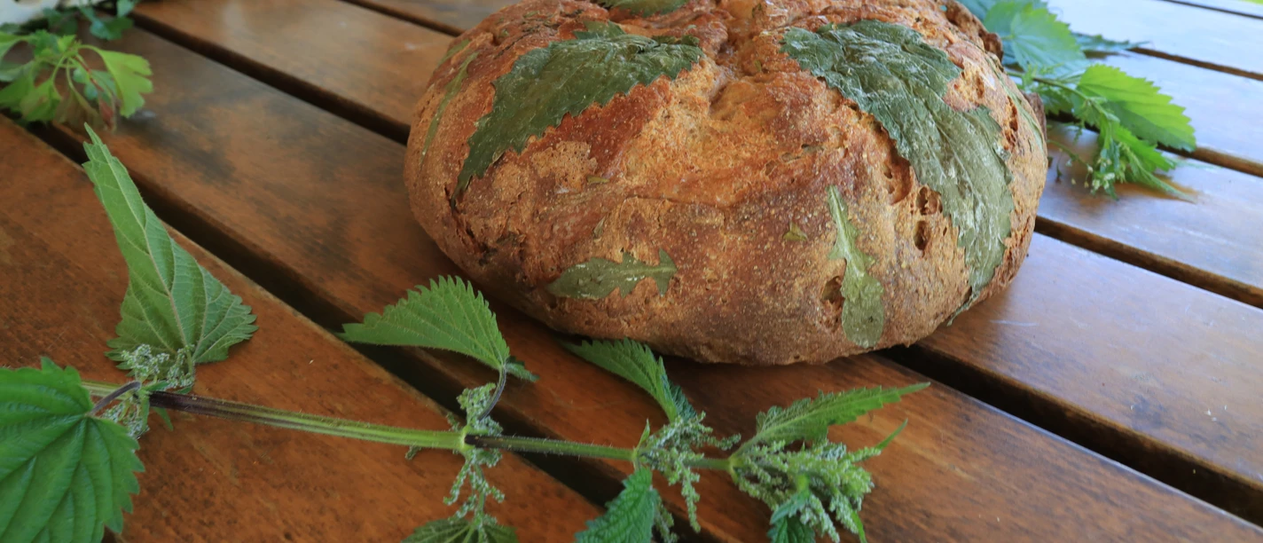 Wildkräuterspaziergang_2©Kraut & Lecker.JPG