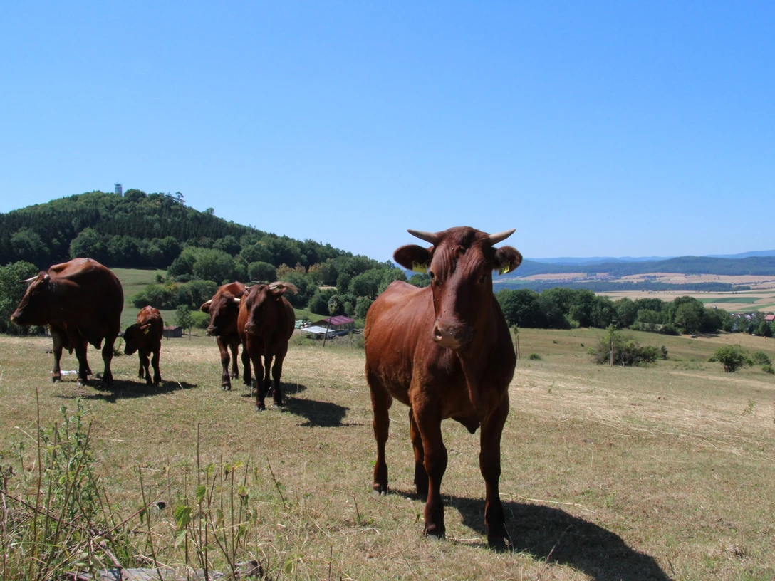 Rotes Höhenvieh