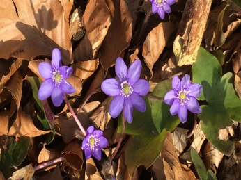 Hohenstein Hessisch Oldendorf Hohenstein Hessisch Oldendorf
