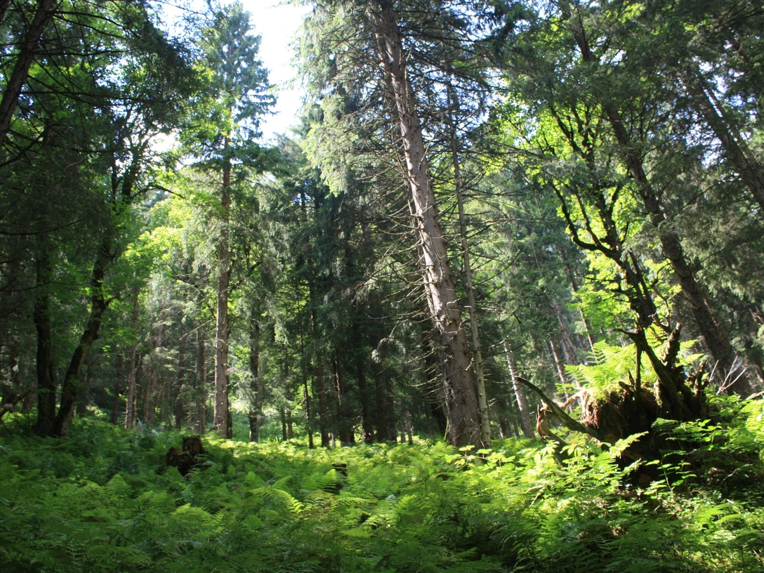 Bergmischwald.jpg Bergmischwald.jpg