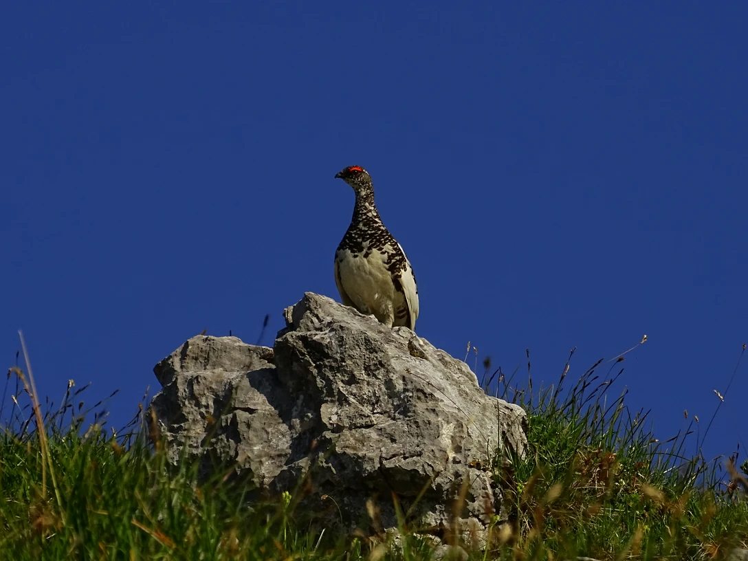 Alpenschneehuhn.jpg Alpenschneehuhn.jpg