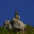Alpenschneehuhn.jpg Alpenschneehuhn.jpg