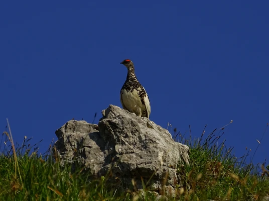 Alpenschneehuhn.jpg Alpenschneehuhn.jpg