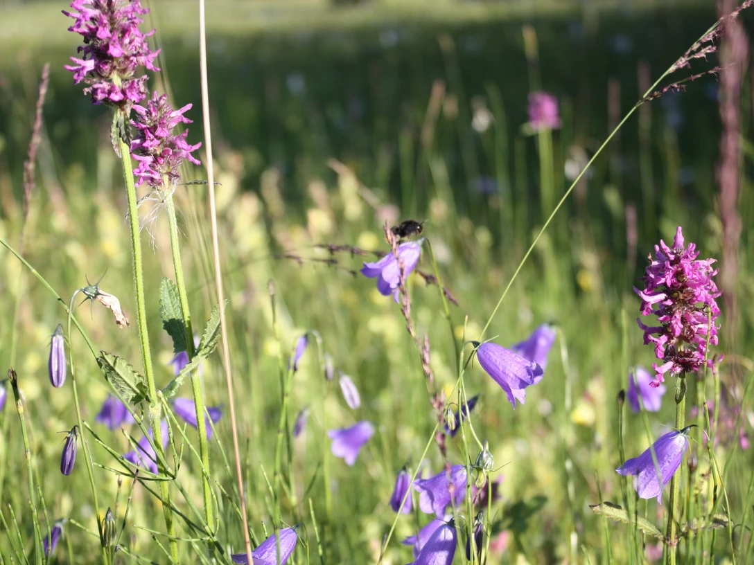 Weidmoos.jpg Weidmoos.jpg