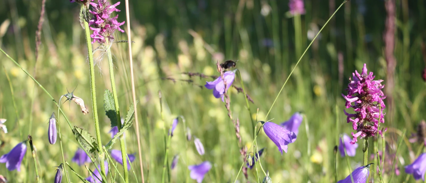 Weidmoos.jpg Weidmoos.jpg