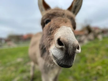 Newsletter-Haustierpark.jpg Eselmaul ganz nah vor der KameraDonkey's mouth up close in front of the cameraÆselmund meget tæt på kameraetEzelbek heel dicht bij de camera