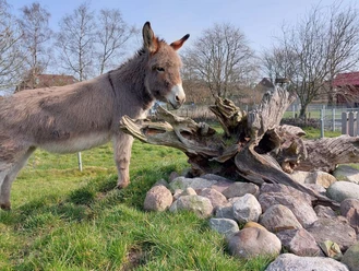 haustierpark-werdum-min.jpg Donkey standing on a hill