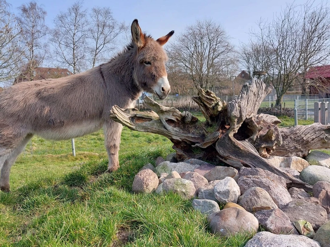 haustierpark-werdum-min.jpg Esel steht an einem HügelDonkey standing on a hillÆslet står på en bakkeEzel op een heuvel
