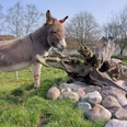 haustierpark-werdum-min.jpg Esel steht an einem HügelDonkey standing on a hillÆslet står på en bakkeEzel op een heuvel