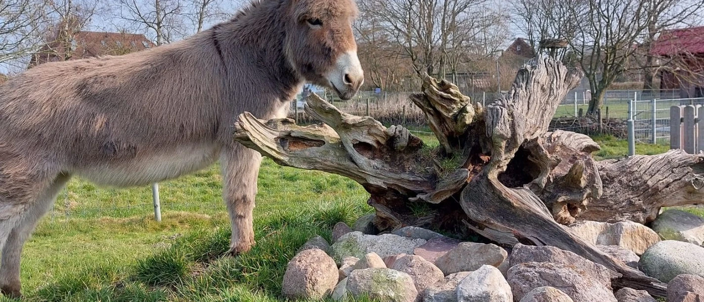 haustierpark-werdum-min.jpg Ezel op een heuvel